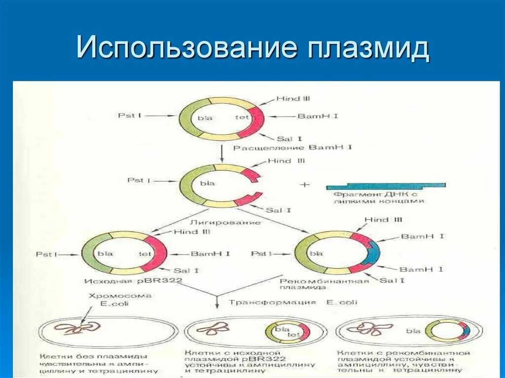 Использование плазмид. Использование комбинат ных плазмид. Схема плазмид. Использование плазмиды. К плазмидам относятся