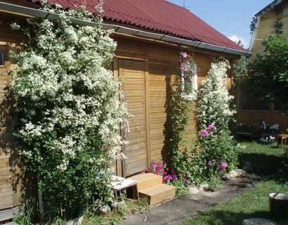 Посадка клематиса маньчжурского в открытый
