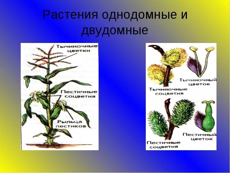 Обоеполые однодомные двудомные. Однодомные и двудомные растения. Двудомные однодомные р. Однодомные растения это в биологии 6 класс. Однодомные и двудомные цветки.