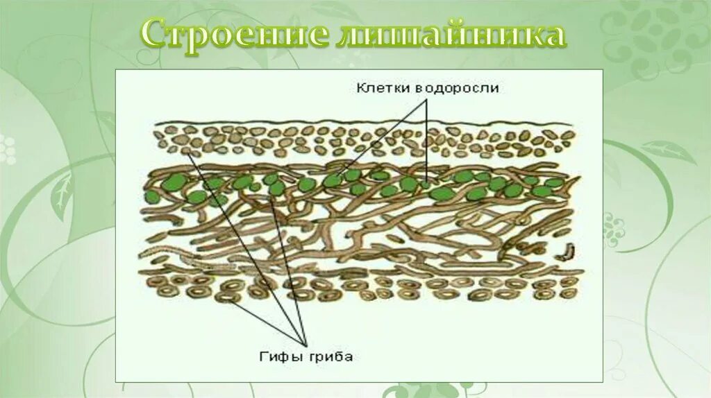 Строение лишайника 7 класс биология. Царство грибов и лишайников 9 класс. Лишайник ягель строение. Строение лишайников 7 класс биология.