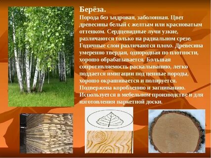 Береза применение древесины