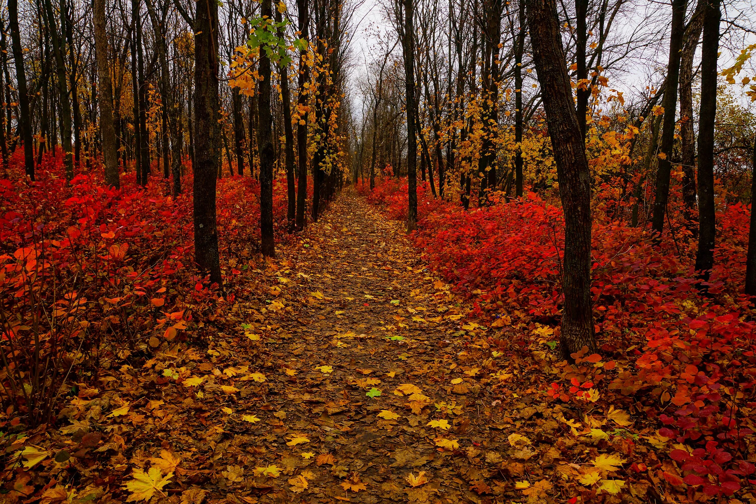 осенний лес. интересные факты об осени. осенний ответить. осень листья. загадки про осень для детей.