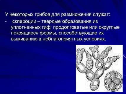 Покоящиеся формы