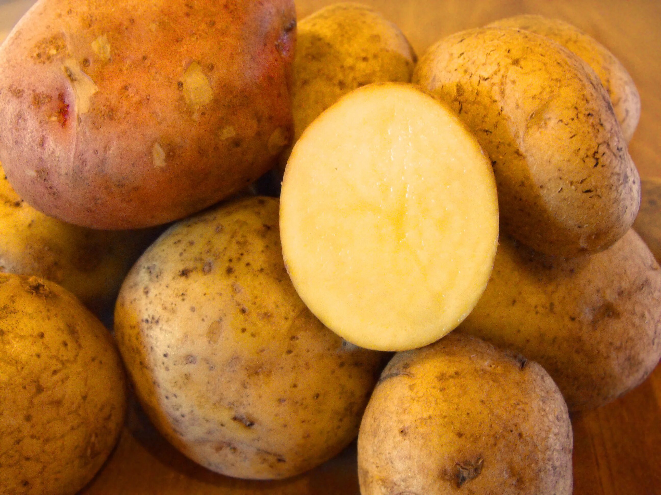 Картофель округлой формы. Аусония сорт картофеля. Картофель сорт Гала элита. Картофель желтый. Картофель внутри желтый.