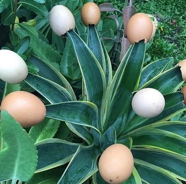 цветы в яичной скорлупе. рассада в яичной скорлупе. огород на подоконнике в скорлупе. скорлупа от яиц для огорода удобрение. баклажан белое яйцо.