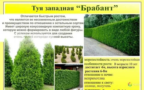 Какое расстояние при посадке туи