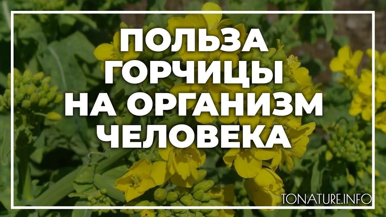 Горчица польза и вред для здоровья. Полезна горчица для организма. Горчица польза. Чем полезна горчица для организма. Полезные свойства горчицы.