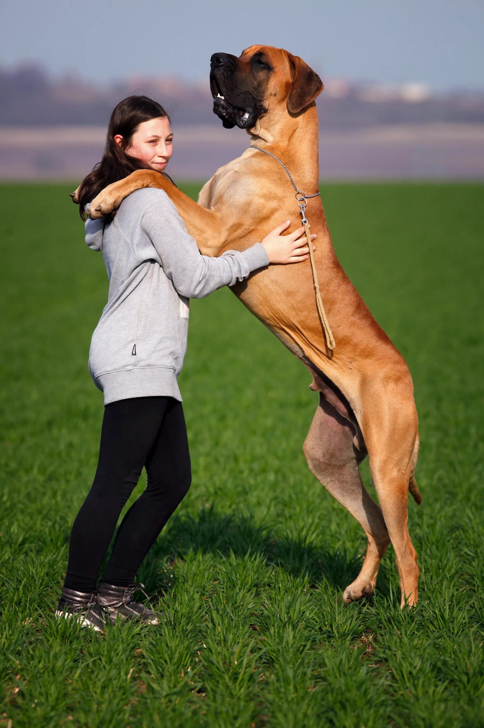 Dog have woman. Английский мастиф. Тоса ину с человеком. Английский мастиф с человеком. Английский мастиф и немецкий дог.