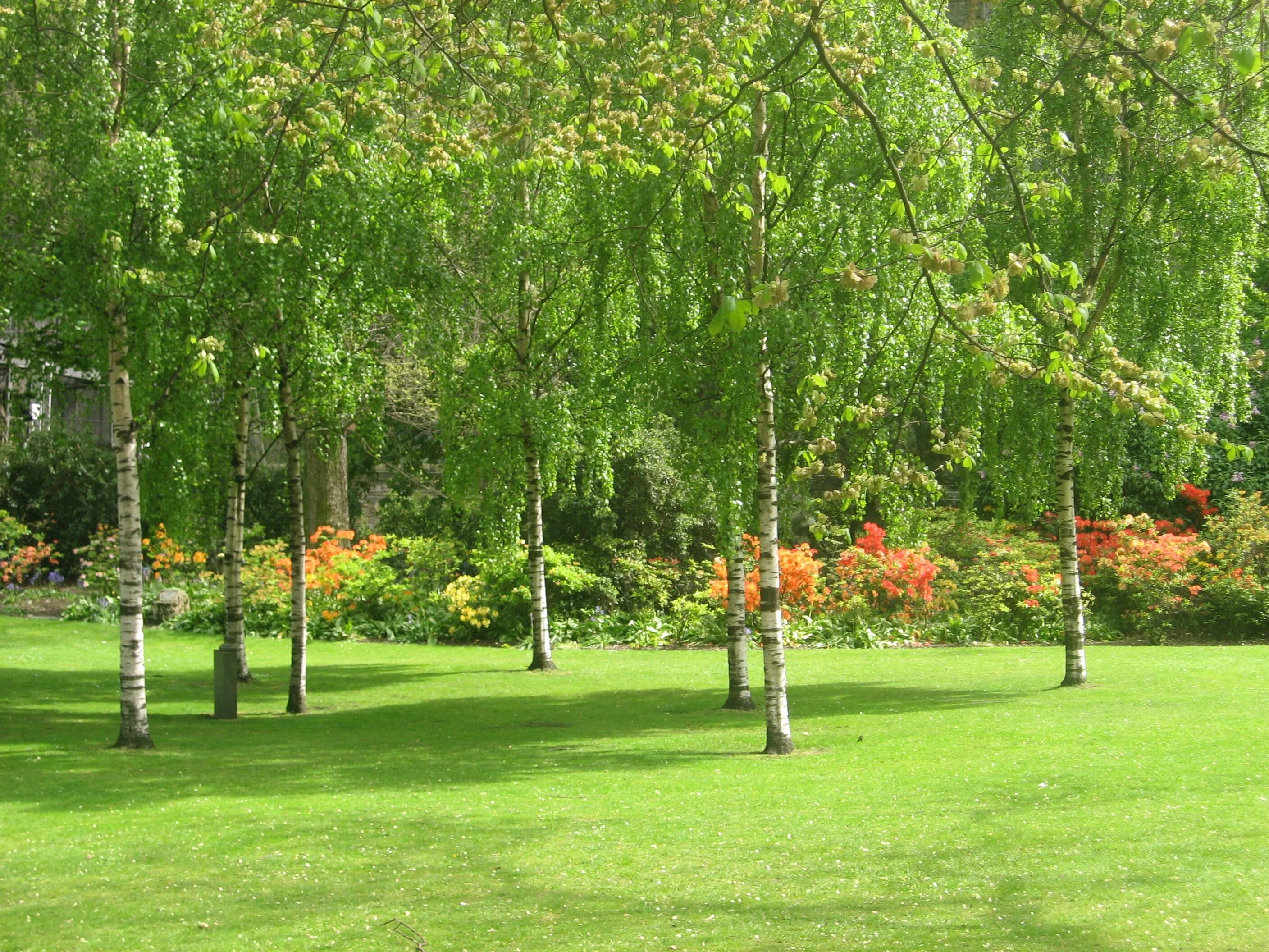 Березы на дачном участке. Береза в саду на участке. Береза повислая в ландшафте. Береза юнги повислая в ландшафте. Береза жакмана.