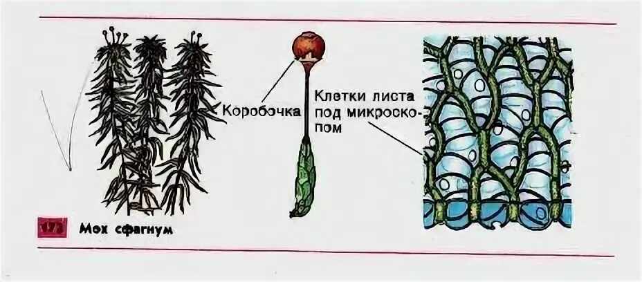 Мхи строение рисунок. Мох сфагнум строение рисунок. строение листа мха сфагнума. строение мха сфагнума. мох сфагнум строение клетки.