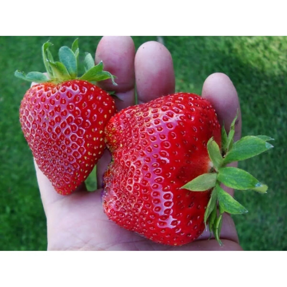 Земляника пандора. Клубника сорт пандора. Молинг пандора клубника описание сорта. Земляника сорт моллинг опал. Земляника моллинг аллюр.