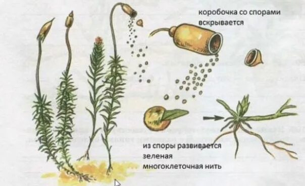 Зеленый мох кукушкин лен размножение. Размножение мха Кукушкин лен схема. Кукушкин лен размножение. Кукушкин лен размножение схема. Размножение Кукушкина льна схема 6 класс.