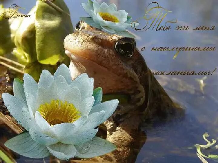 Лягушка поздравляет с днем рождения. С днем рождения лягушка. Всемирный день лягушки. Лягушка поздравляет с днем рождения. Жаба с днем рождения.