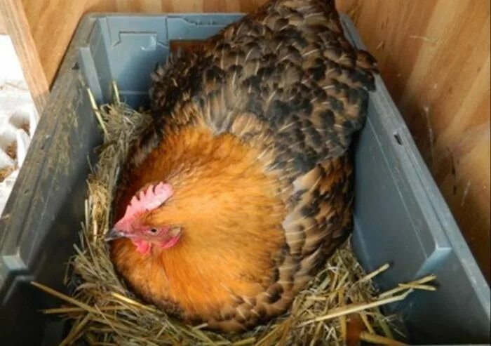 Можно ли под курицу подкладывать яйца. Наседка курица высиживает яйца. Курица высиживает цыплят. Курица сидит на яйцах. Гнездо для наседки.