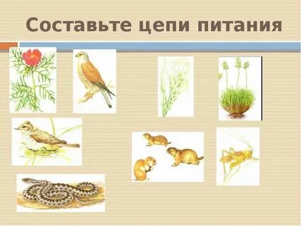 Цепочка степи