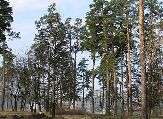 Парк сосенки котловка. Парк сосенки нахимовский. Сосенки. Парк сосенки москва. Парк сосенки в царицыно.