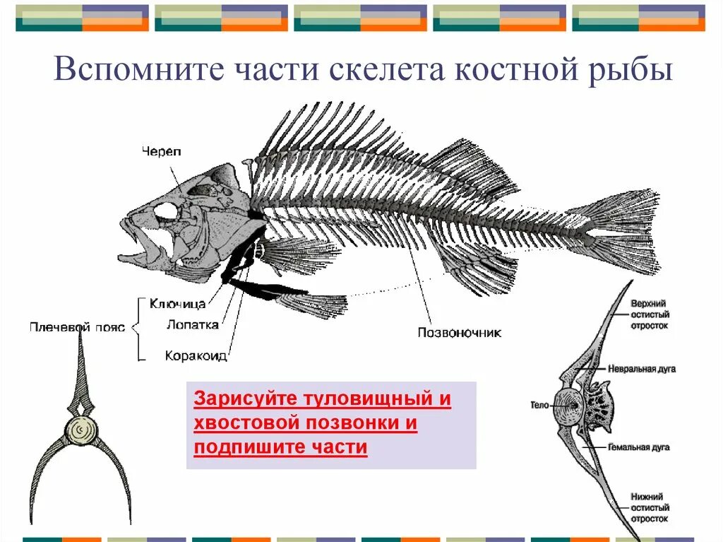 Скелет костной рыбы 7 класс биология. Скелет рыбы биология 7 класс. Внутреннее строение костной рыбы скелет. Скелет рыбы строение биология.