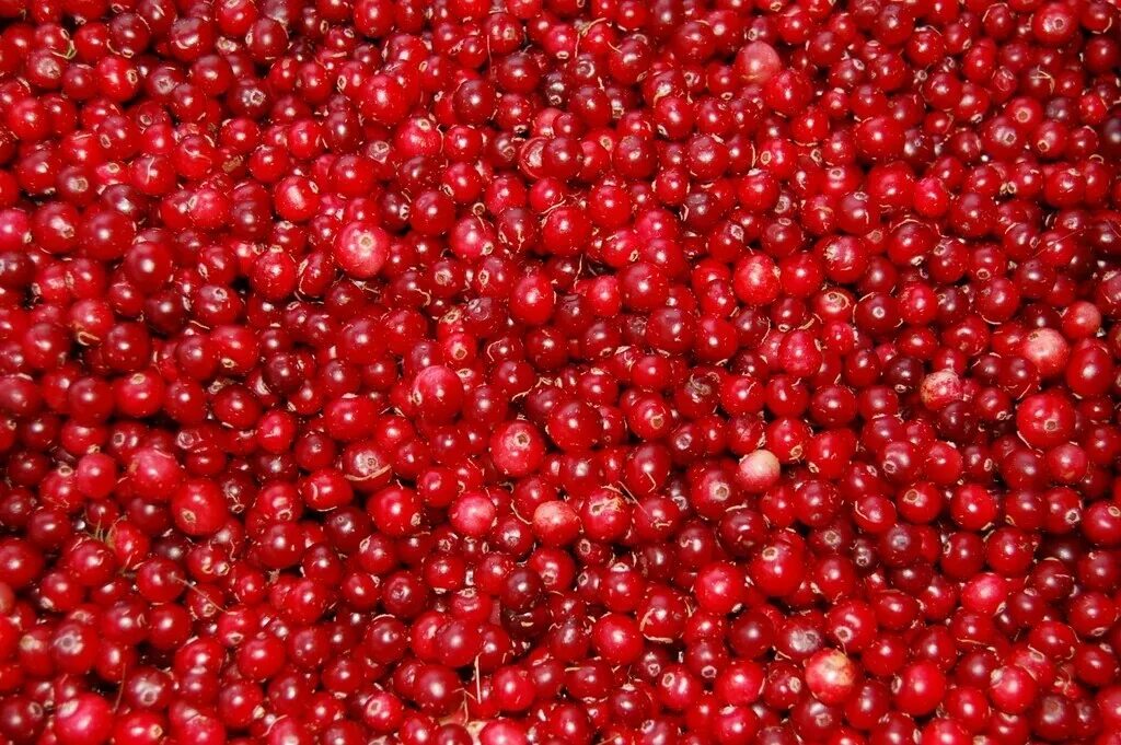 Вишня брусника. Йогурт вишня брусника. Клюква мелкоплодная красная. Cranberries ягода. Ягоды сверху.