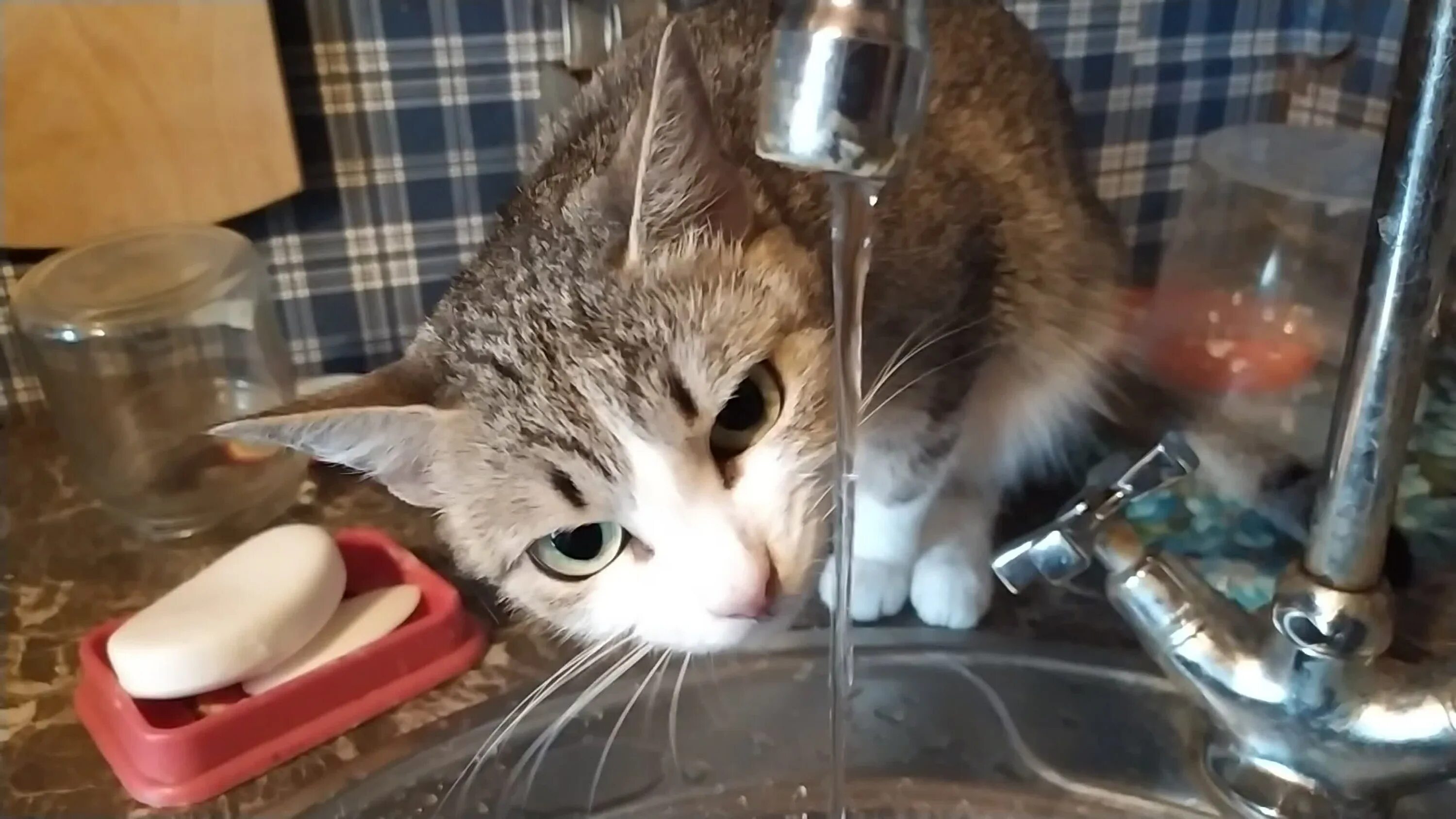 Почему котенок не пьет. Кошка пьет. Кот пьет из под крана. Кошка пьет воду из кружки. Черная кошка пьет воду из под крана.
