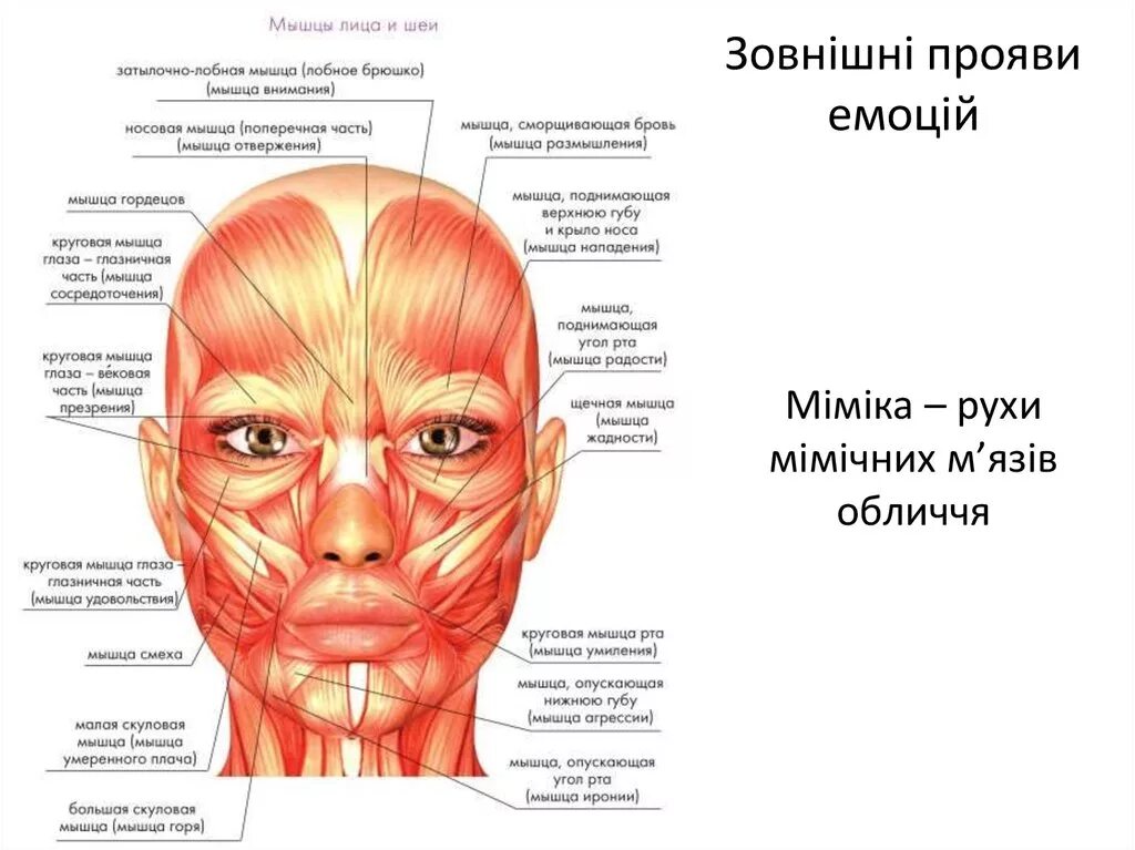 Мимические мышцы лица и мышцы шеи анатомия. Мимические мышцы анатомия сбоку. Двигательные мышцы лица. Мышцы лица и шеи анатомия для косметологов. Мышцы лица и шеи.