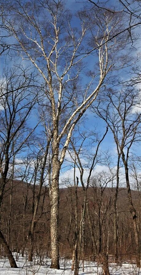 Береза желтая (Betula costata). Береза ребристая – Betula costata. Береза Шмидта Betula schmidtii. Береза железная (Betula costata). Березка приморская