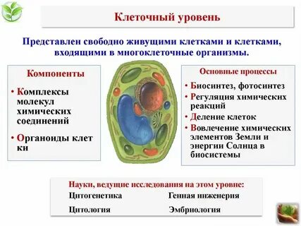 Клеточный уровень организации кратко