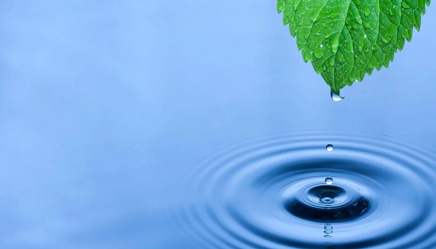 Капля падает с листа. Листья на воде. Капля воды на листе. Экология воды.