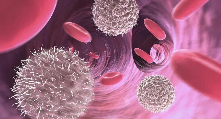 Как выглядят лимфоциты под микроскопом White Blood Cells Images Browse 33,593 Stock Photos, Vectors, and Video Adobe