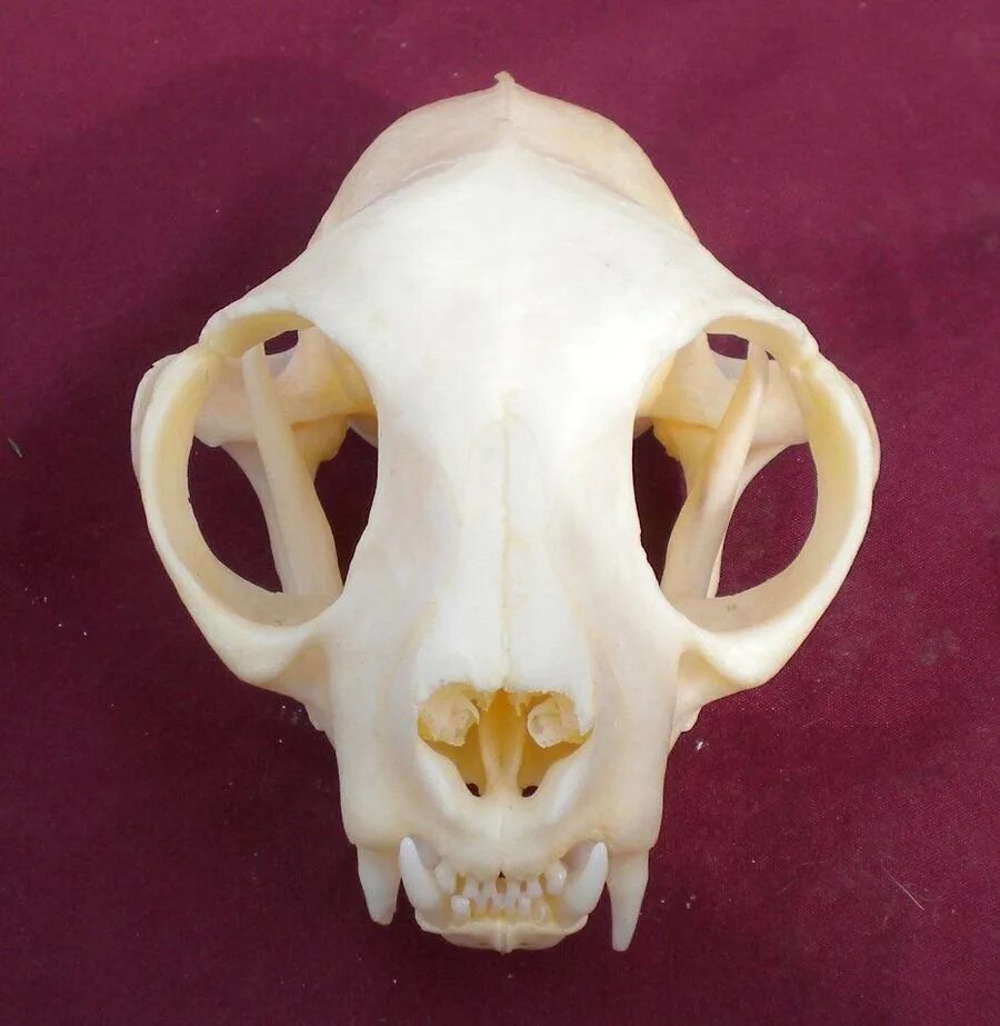 Кошачий череп. Кости референс череп кошки. череп кота анатомия.