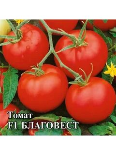 Урожайность томата благовест