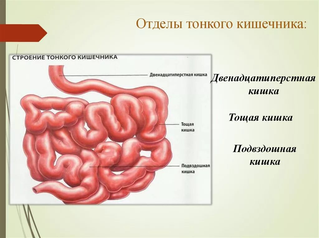 Двенадцатиперстная тощая подвздошная кишка. Тонкая кишка строение анатомия схема. Отделы тонкого кишечника схема. Тонкая кишка анатомия строение. Подвздошная кишка анатомия строение.