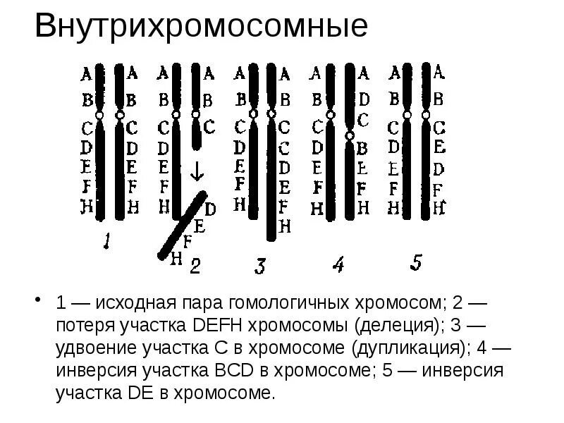 Хромосомные мутации перестройка. Хромосомные мутации внутрихромосомные. хромосомные мутации нутри хромосомные. внутрихромосомные перестройки схема. мутации хромосомные схема делеция.
