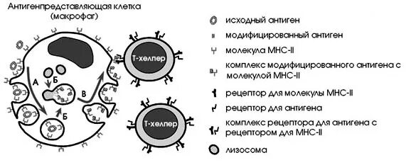 Клеточно-опосредованный иммунитет. Клеточный иммунный ответ схема гистология. Схема клеточного иммунного ответа иммунология. Схема формирования клеточного иммунитета. Механизм гуморального иммунитета схема.