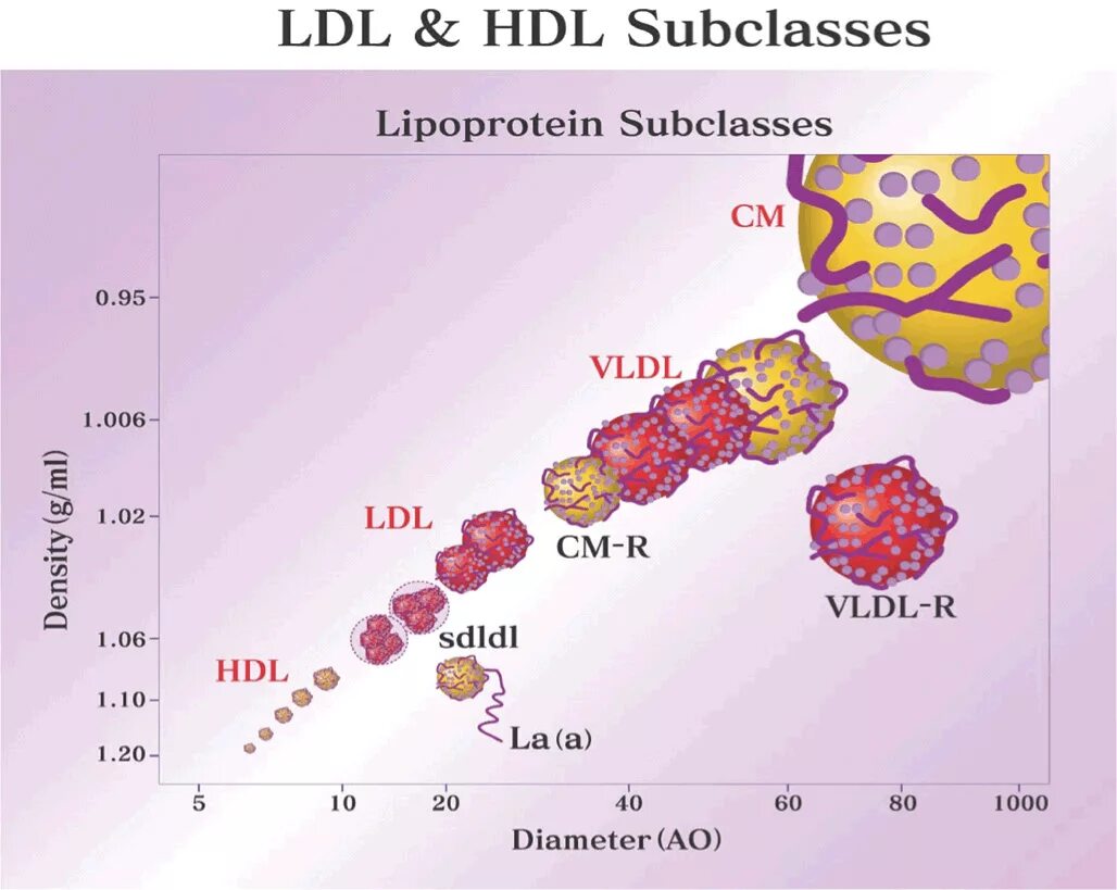 LDL HDL. Plasma lipoproteins Biochemistry. Reagent, LDL/HDL. Absorbance Spectrum of lipoproteins VLDL.