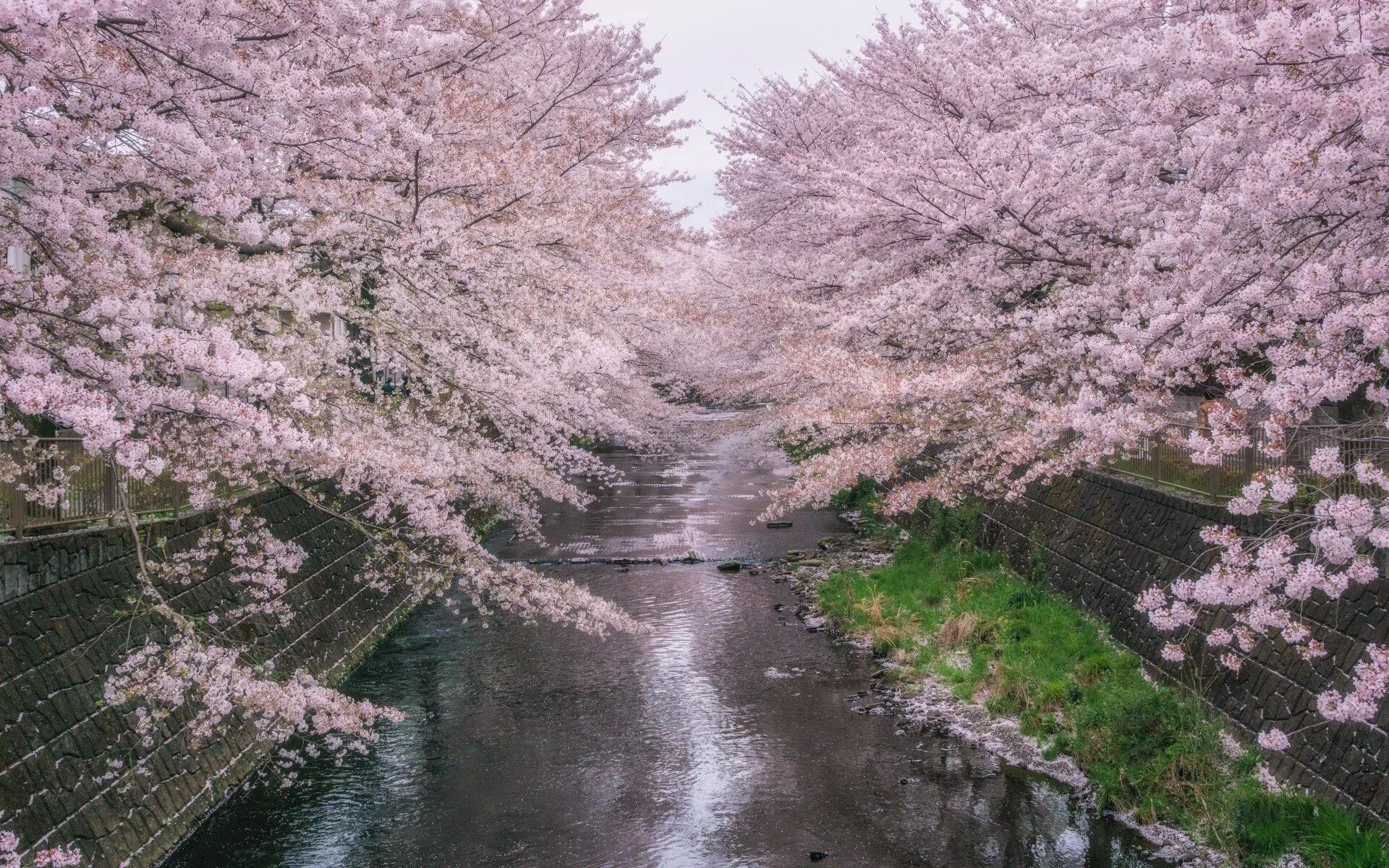 Озон сакура. Река в Кавагоэ Япония. Черри блоссом дерево. Сакура черри блоссом дерево. Картина черри блоссом.
