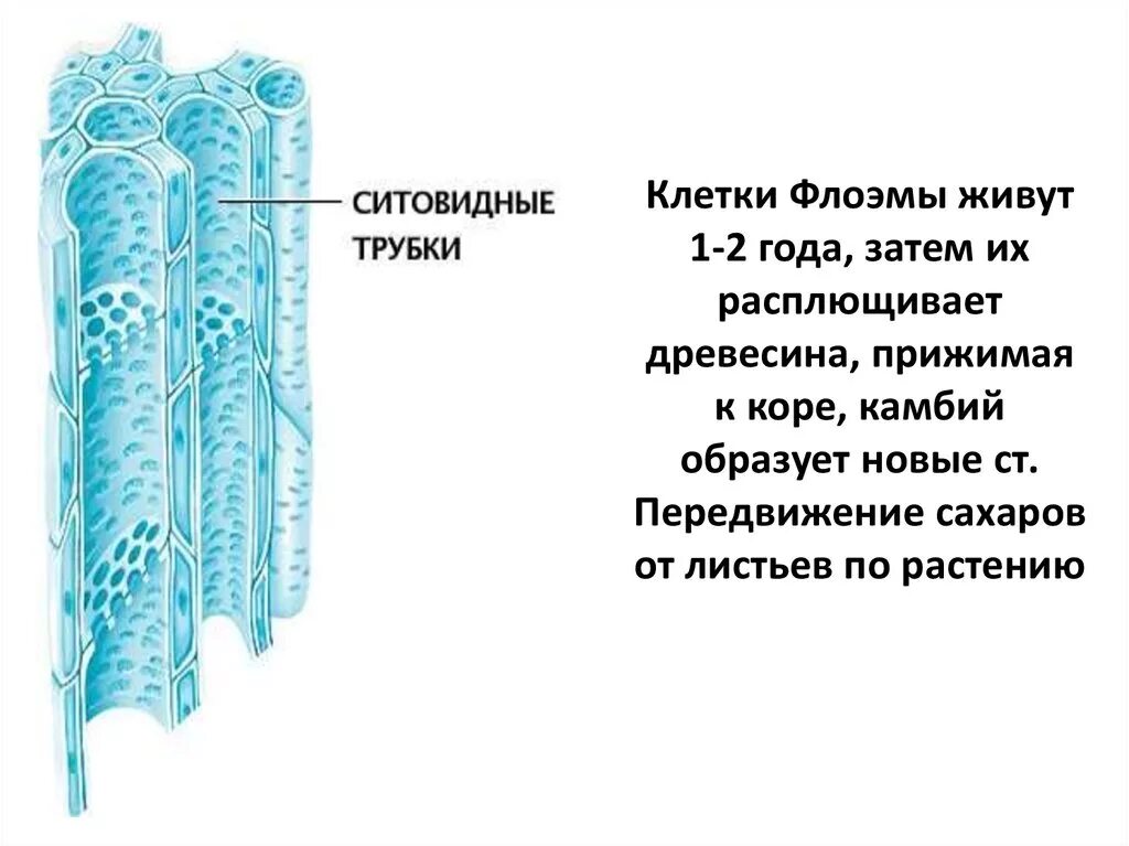 Какую функцию выполняют трубки у растений. Ситовидные трубки ксилема растений. флоэма строение клетки. строение ксилемы и флоэмы. сосуды и ситовидные трубки растений.