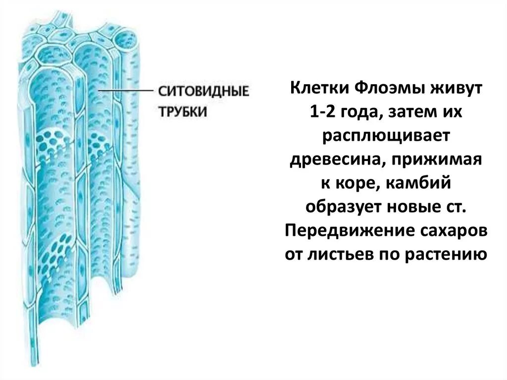 Ситовидные трубки Ксилема растений. Флоэма строение клетки. Строение ксилемы и флоэмы. Сосуды и ситовидные трубки растений. Клетки ксилемы и флоэмы