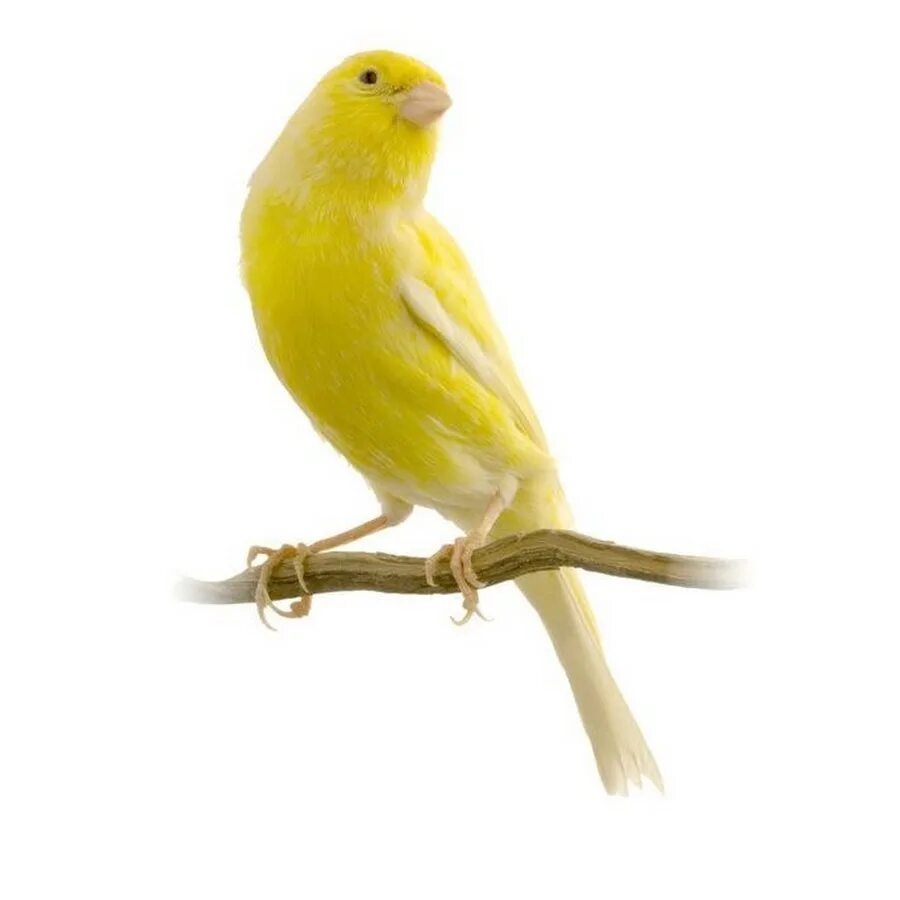 Желтенькая канарейка улетела откуда куда. Канарейка на белом фоне. Желтая птица на белом фоне. Желтая канарейка. Желтый попугай на белом фоне.