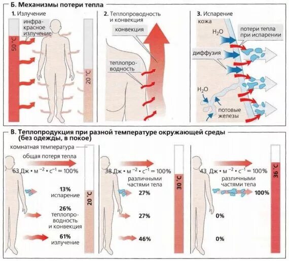 Механизмы потерь тепла организмом. Механизмы потерь тепла организмом в процентах. Потери тепла тела человека. Теплопотери тела человека.