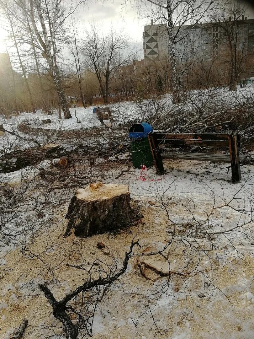Вырубка деревьев на бульваре карбышева. Вырубка деревьев в парке. вырубка мелких деревьев на участке. вырубка деревьев дубна в городе. вырубка деревьев в западной сибири.