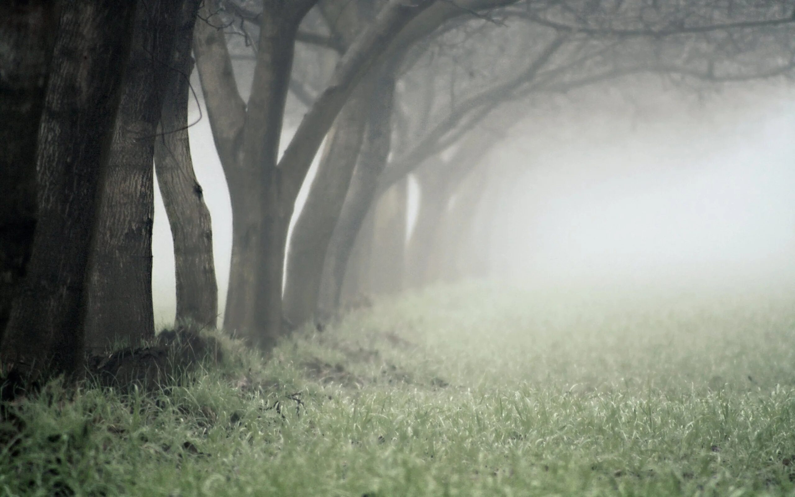 Зеленая дымка на деревьях. Деревья в тумане. Природа в дымке. Обои на рабочий стол туман. Лес в дымке.
