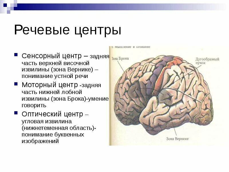 Центр речи в мозге человека. Двигательный центр речи, центр Брока, расположен. Зона Брока и зона Вернике. Мозг центр Брока и Вернике. Моторный центр речи центр Брока расположен в доле.