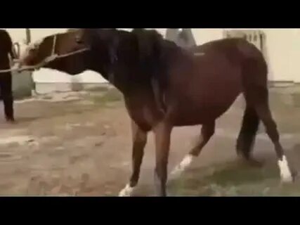 Режем коня