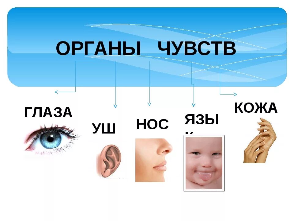 Глаза уши нос руки. Органы чувств человека. Органы чувств презентация. Органы чувств у человека названия. Окружающий мир органы чувств.