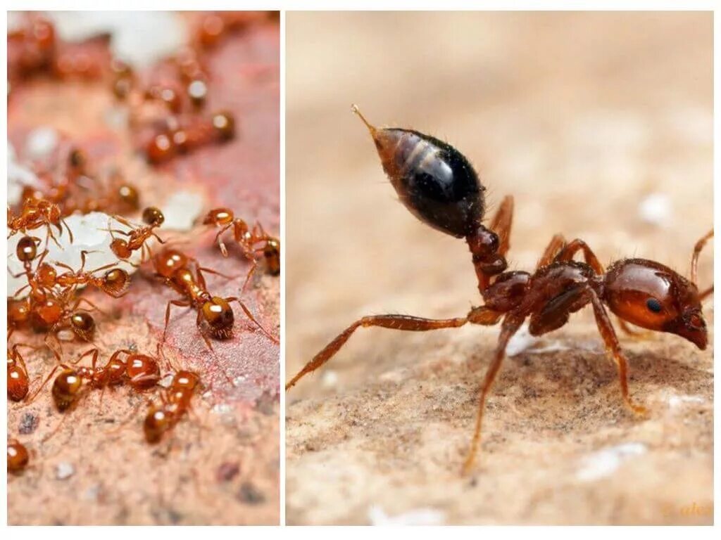 Муравьев заболела. Ядовитые муравьи. Муравьи которые кусаются. Рыжие муравьи.