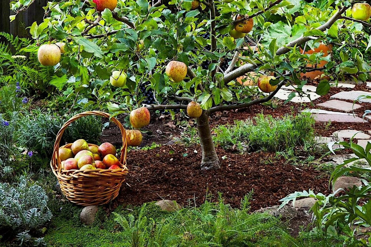 Бардси яблоня. Плодовые деревья на даче. Карликовые деревья для сада фруктовые. Плодовый сад на даче. Плодовый сад дома