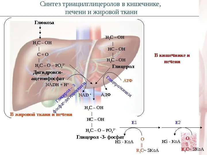 Синтез жиров в кишечнике. Синтез триацилглицеринов в печени и жировой ткани. Биосинтез триацилглицеролов в печени и в жировой ткани. Процесс синтеза триацилглицеролов в жировой ткани. Синтез таг в печени и жировой ткани.