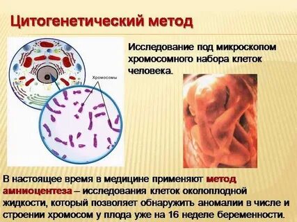Цитогенетический метод генетики человека
