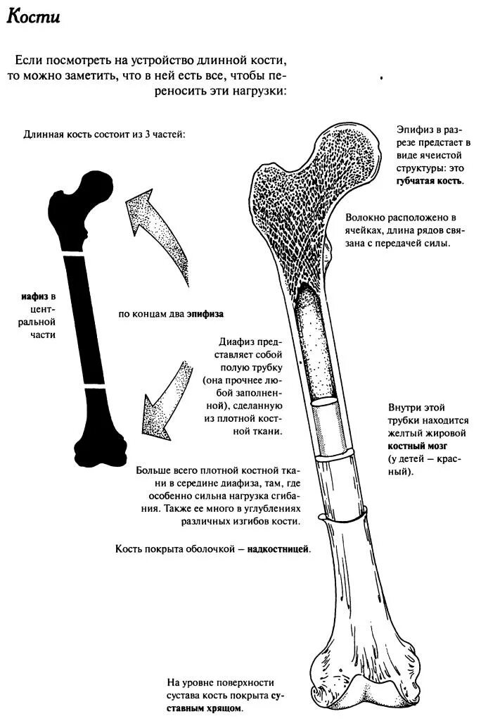 Удлиненная кость. Удлинение плечевой кости. Плечевая кость анатомия. Длинные кости плечо. Диафиза плечевой кости.