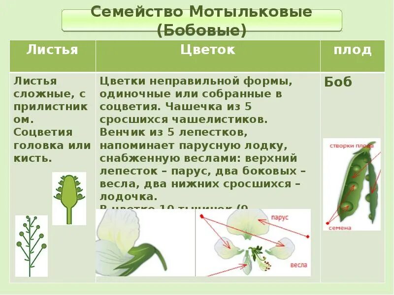 Тип жилкования у мотыльковых. Класс двудольные семейство бобовые мотыльковые. формула цветка семейства бобовые 6 класс биология. строение цветка семейство мотыльковые таблица. тип плода мотыльковые растений 6 класс.